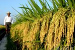 研究人員培育超級稻 增產新基因可大幅提高產量