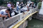 千年古河浮魚蝦 江蘇一條古河內出現大量魚蝦