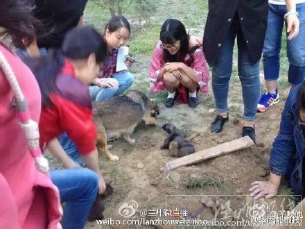 大學(xué)保安活埋流浪狗
