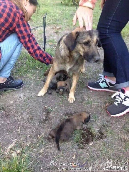 蘭州財經(jīng)大學(xué)保安活埋流浪狗