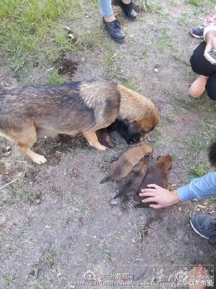 學(xué)生把活埋的狗挖出來