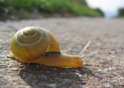 中國發(fā)現(xiàn)世界上最小的蝸牛