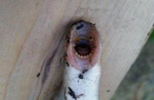 僵尸魚現(xiàn)英國河道