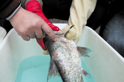餐館檢出孔雀石綠"