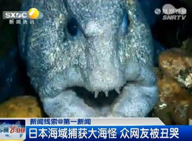 漁民捕獲巨型狼魚(yú)