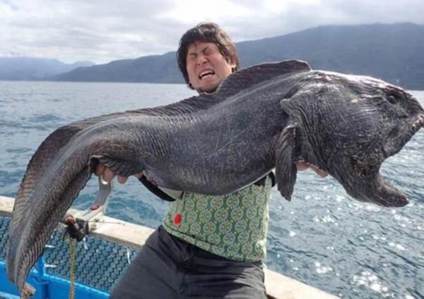 漁民捕獲巨型狼魚(yú)
