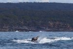 海豹騎著鯨魚沖浪