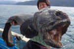日本漁民捕獲巨型狼魚體長近2米