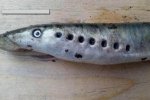 僵尸魚現英國河道 這種動物學名叫七鰓鰻