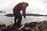 鯊魚遭虎鯨追趕跳上岸逃生