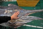 青島漁民捕獲619斤巨型箭魚 青島漁民破紀錄了