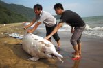 內伶仃島南灣海灘一頭中華白海豚擱淺死亡