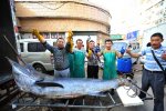 山東青島漁民捕獲690斤箭魚王