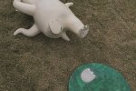 胡巴雕像頭發被揪 公園一個胡巴雕像頭發被揪