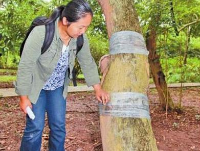 百萬黃花梨被盜，這一棵受重創