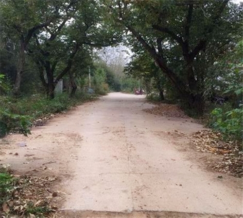 修路直通局長祖墳