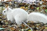 英國公園現罕見白色松鼠 攝影師在柴郡馬布里公園拍