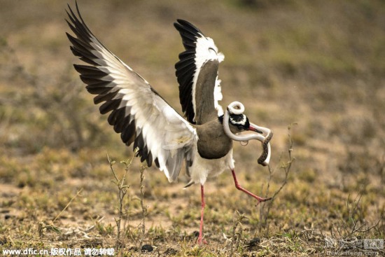 蛇鳥大戰：田鳧鳥大戰小蛇