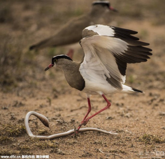 蛇鳥大戰：田鳧鳥大戰小蛇