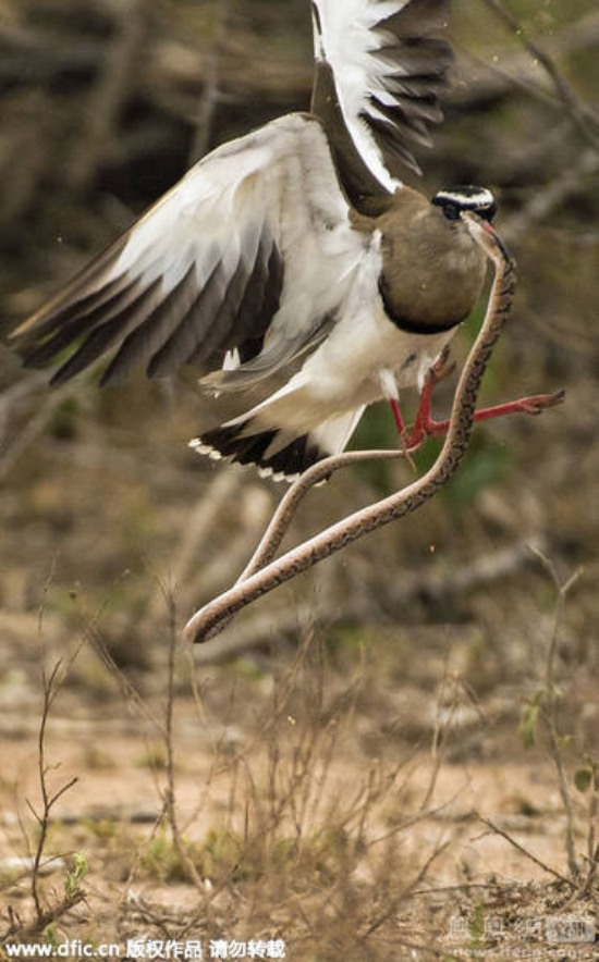 蛇鳥大戰：田鳧鳥大戰小蛇