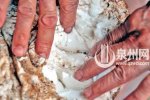 太歲是什么東西 肉靈芝太歲非動物非植物非菌類