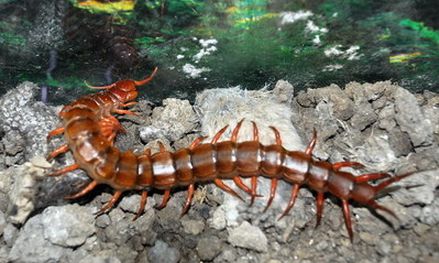 俄羅斯發現新型蜈蚣