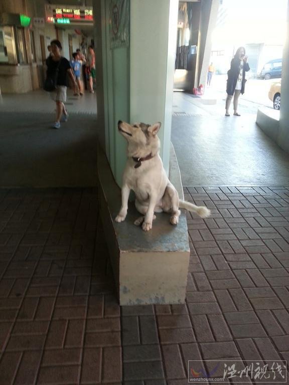 哈士奇當街打劫