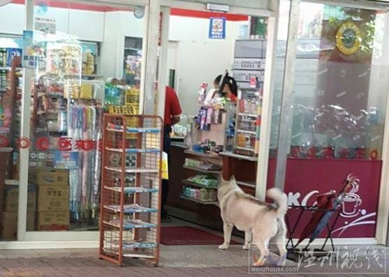 臺灣一只哈士奇會攔路打劫