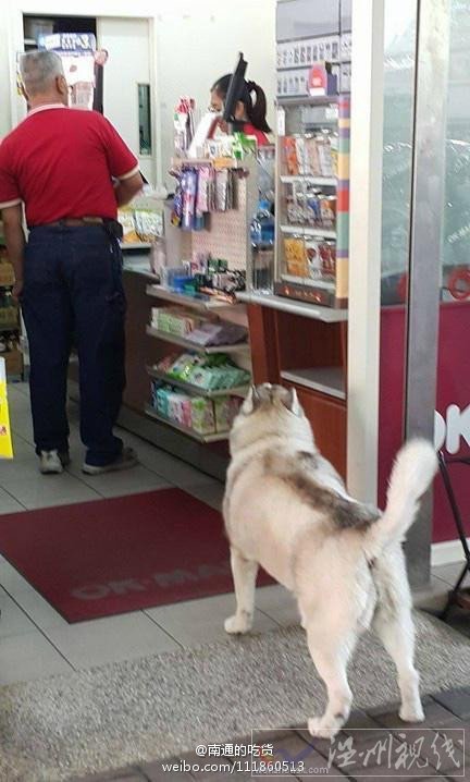 哈士奇堵在門口讓人給它買熱狗