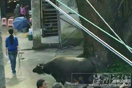 范冰冰牽大黑牛照片走紅