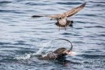 兇猛鯊魚被海獅吃 攝影師拍下海獅吃鯊魚照片