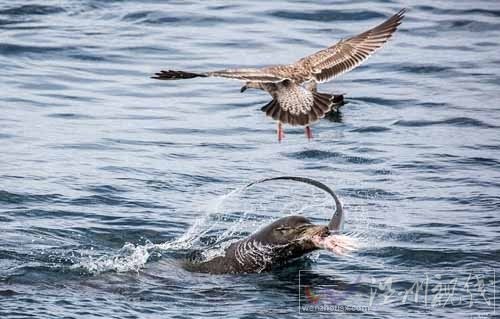 兇猛鯊魚被海獅吃