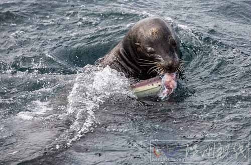 兇猛鯊魚遭海獅獵殺