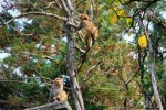 瀘山現猴患 四川瀘山景區猴子太多成猴患