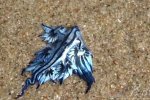 澳海灘現奇特生物 名為大西洋海神海蛞蝓