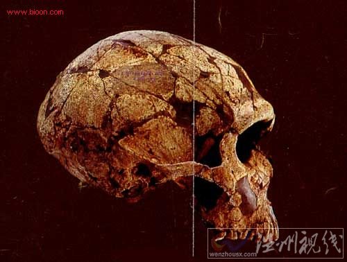 安徽華龍洞遺址發(fā)現(xiàn)多個(gè)古代人類(lèi)頭骨化石
