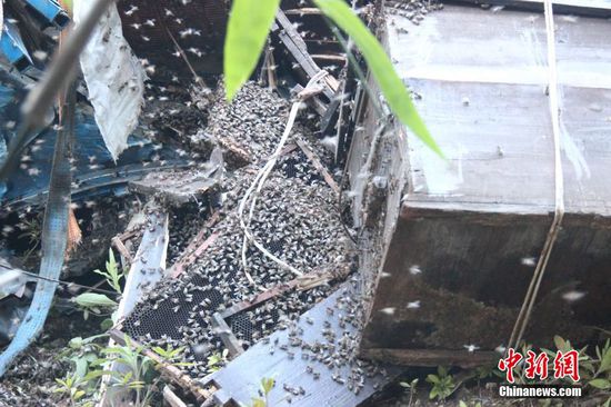 200萬(wàn)蜜蜂堵國(guó)道