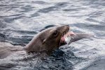 兇猛鯊魚被海獅吃掉 五頭海獅圍攻捕食幼小鯊魚