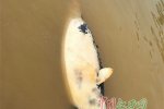 鄱陽(yáng)湖又現(xiàn)死江豚