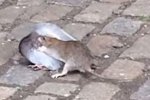 老鼠鴿子當(dāng)街對(duì)決 老鼠咬死鴿子拖走