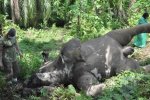 印尼一頭大象觸電死亡