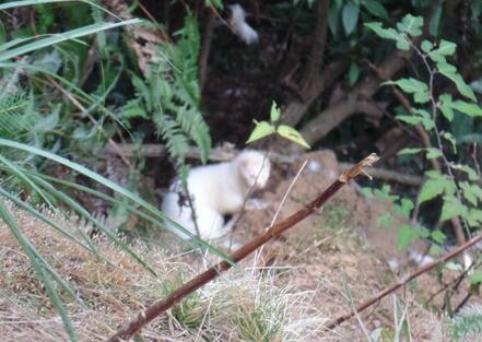 上千動(dòng)物被放生