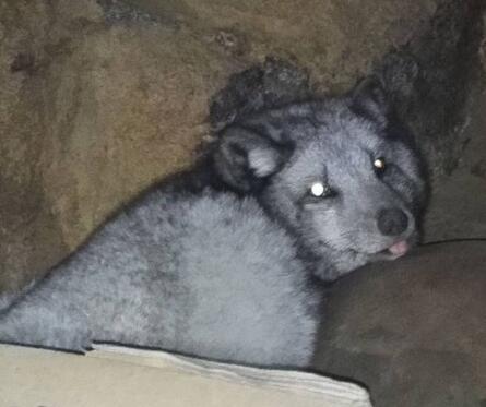 上千動(dòng)物被放生