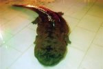 重慶現百斤娃娃魚 學名大鯢