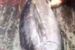 新西蘭漁民捕獲魚中魚