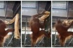泰國猩猩自制吊床視頻 泰國一只紅毛猩猩自制吊床過
