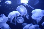 杭州女子在巴厘島旅游潛水時摸水母被蜇中毒手臂紅