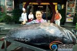 南海260斤石斑魚捕獲 海博鰲鎮漁民捕獲一條260多斤重