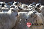 內(nèi)蒙古大風(fēng)吹雪 50%面積積雪這大風(fēng)也是特別冷哦