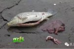 金貓口村魚內(nèi)臟被爆炸震碎